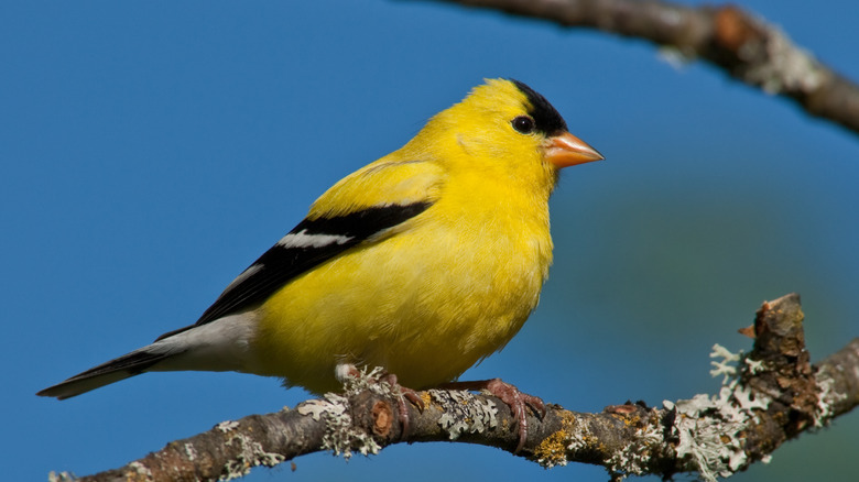 plant this colorful flower and watch american goldfinches nest in your yard