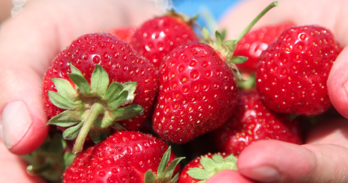 maxa din skörd: så får du gigantiska jordgubbar med hemmagjort gödsel