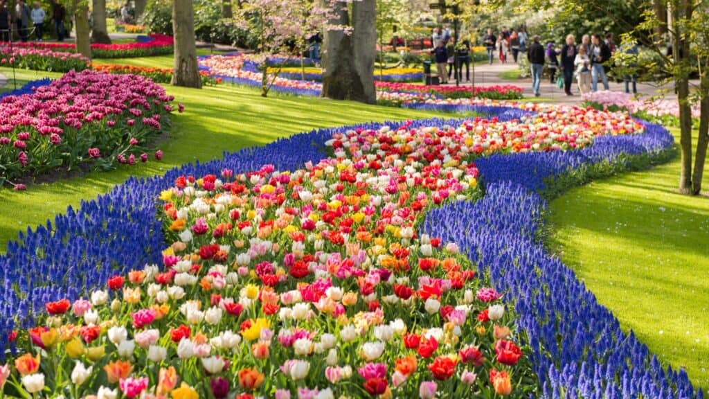 <ul>   <li><strong>Location</strong>: Keukenhof Gardens, Lisse, and various locations throughout the country.</li>   <li><strong>Dates</strong>: Typically, from late March to mid-May.</li>   <li><strong>Reason to go</strong>: The Netherlands is renowned for its tulip fields, and the Keukenhof Gardens showcase millions of tulips in different colors and varieties. It’s one of the largest flower gardens in the world and attracts thousands of visitors annually.</li>  </ul>