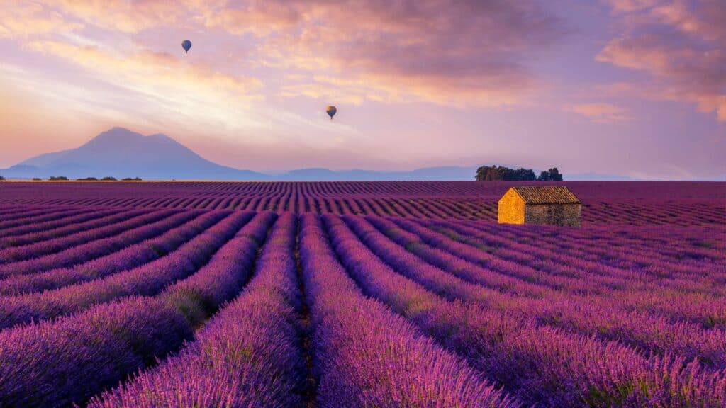<ul>   <li><strong>Locations</strong>: Provence (France), Sequim (Washington, USA), and various other regions known for lavender cultivation.</li>   <li><strong>Dates</strong>: Usually in June and July.</li>   <li><strong>Reason to go</strong>: Lavender festivals highlight the beauty and fragrance of lavender fields in full bloom. Visitors can enjoy scenic views, pick their own lavender, learn about lavender cultivation and its uses, and indulge in lavender-themed products such as oils, soaps, and culinary treats.</li>  </ul>