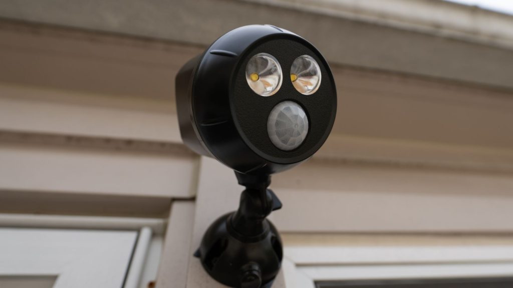 How to Outsmart Squirrels to Keep Them Away From Your Tomato Plants