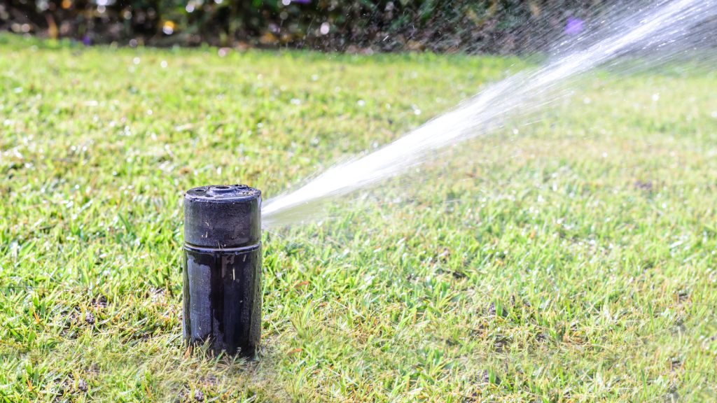 How to Outsmart Squirrels to Keep Them Away From Your Tomato Plants