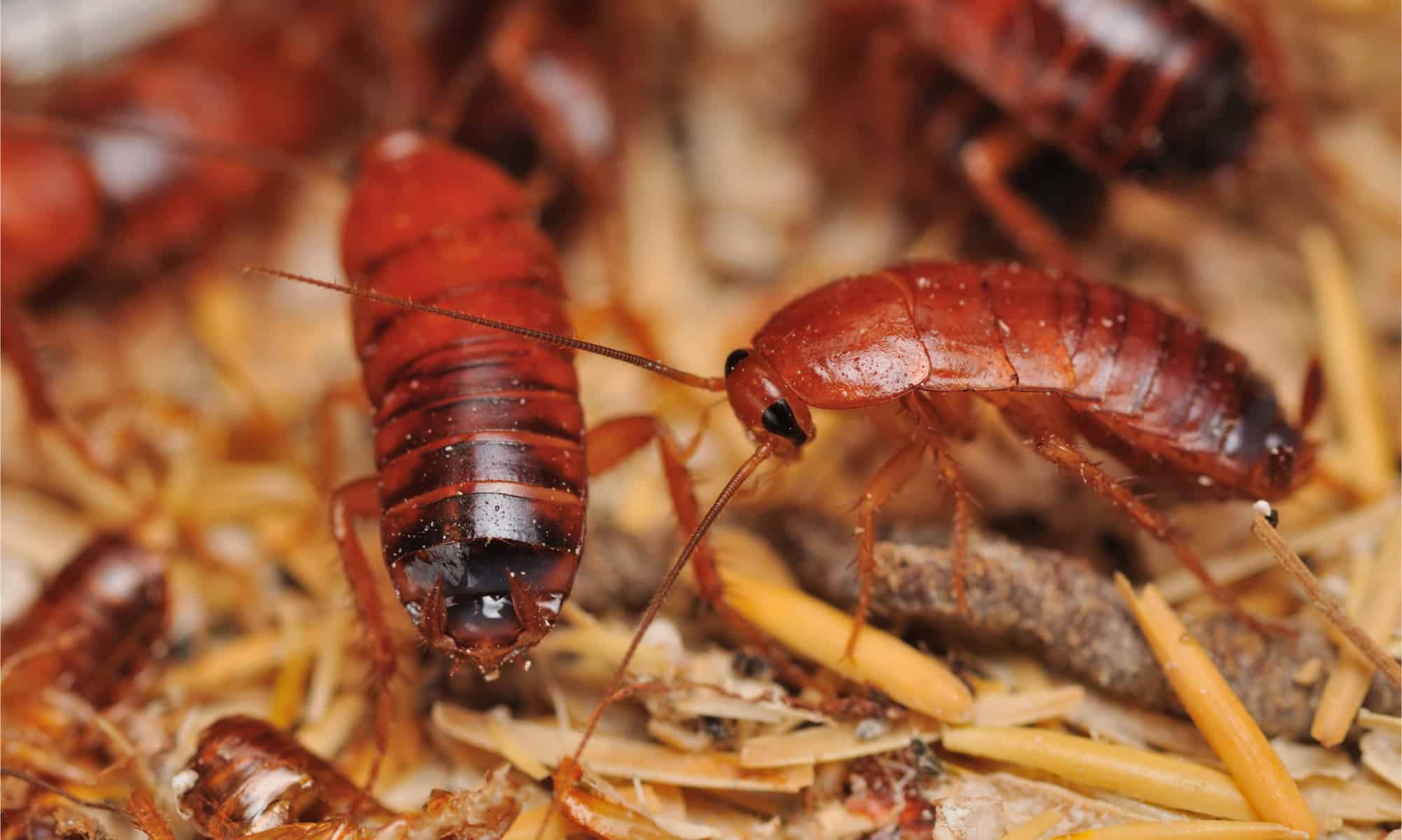 Большой таракан во сне. Shelfordella lateralis. Красный таракан. Большой красный таракан.