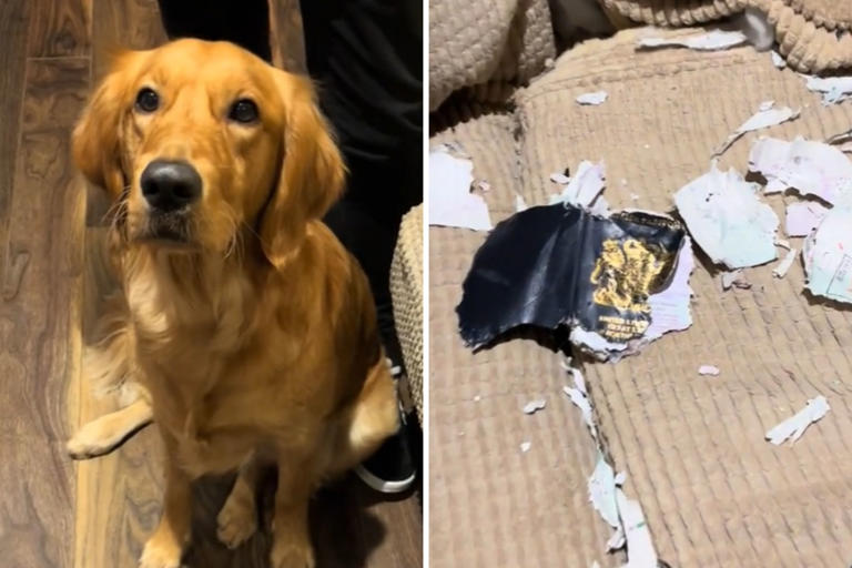 Bonnie the Retriever had other ideas when her owner booked a vacation. The tattered remains of the passport were shown in a video shared to TikTok