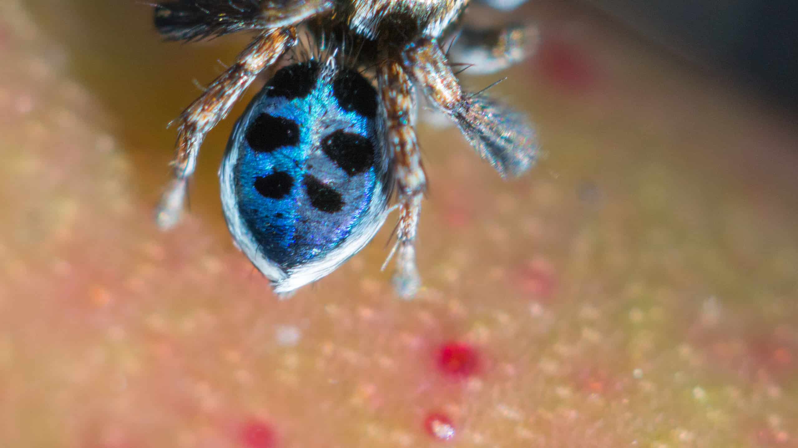 These Are the Most Colorful Spiders Found in the U.S.