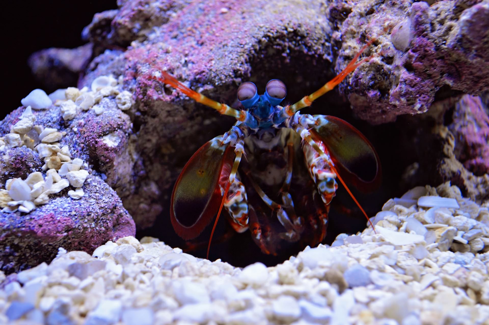 The mantis shrimp possesses one of the most complex visual systems in the animal kingdom. With 16 color receptors (compared to humans' three), they can perceive a vast array of colors, including ultraviolet light, and even detect polarized light.
