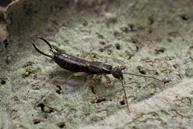are earwigs dangerous to humans?