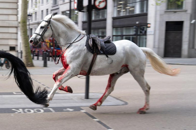 One of the horses was seen soaked in blood as it ran across London
