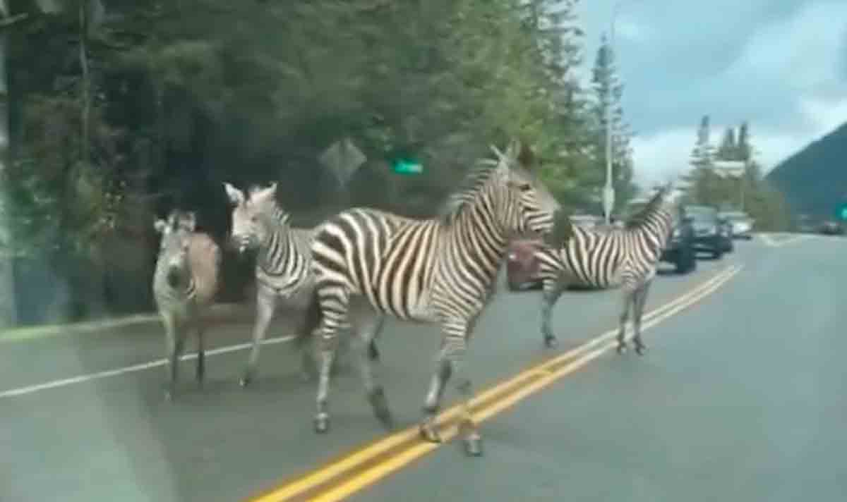 video: politiet forfølger zebraer efter flugt i washington