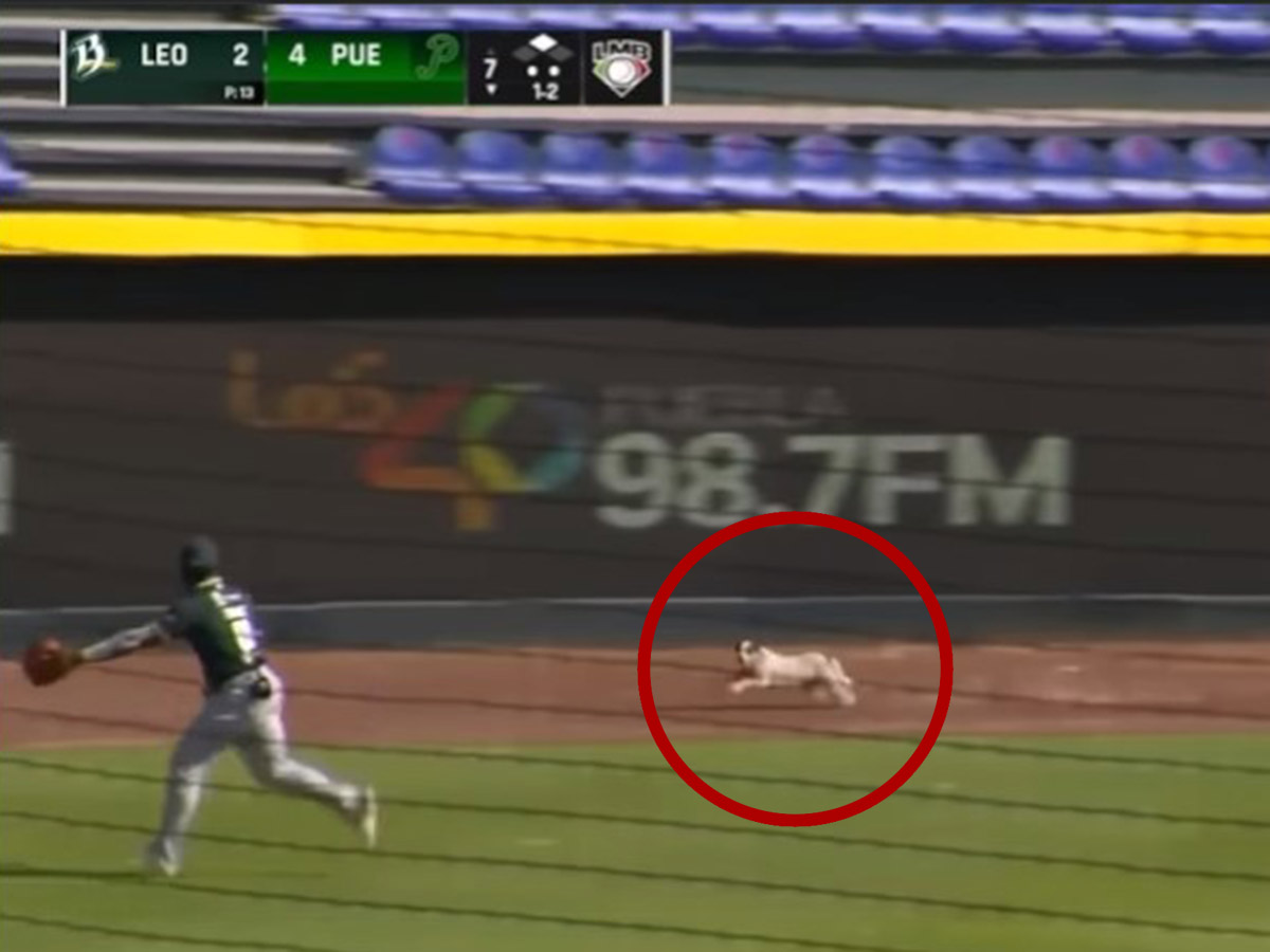 video: de la calle al bullpen; perro ingresa a juego de biesbol ahora en puebla
