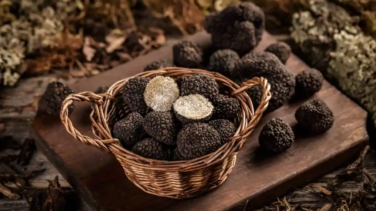 Environmental Factors: The quality and quantity of truffle harvests are influenced by various environmental factors, including soil composition, moisture levels, and temperature fluctuations. ]]>