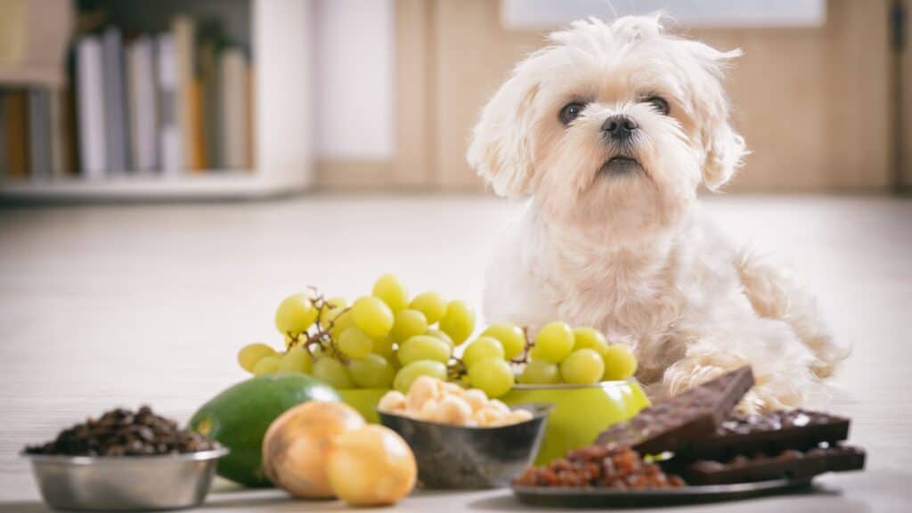 <p>Our canine companions bring immense joy into our lives, and it's our duty to ensure their well-being. However, certain everyday foods found in our homes can pose serious risks to their health. Here's a look at foods that should never be fed to dogs or left within their reach.</p> <p>To be prepared, have contact details of your local veterinarian, the nearest emergency clinic, and the <strong>ASPCA Animal Poison Control Center (888-426-4435)</strong> at hand.</p> <p>Read: <strong><a href="https://www.thequeenzone.com/how-many-of-these-foods-did-you-know-could-kill-your-dog/">How Many Of These Foods Did You Know Could Kill Your Dog?</a></strong></p>