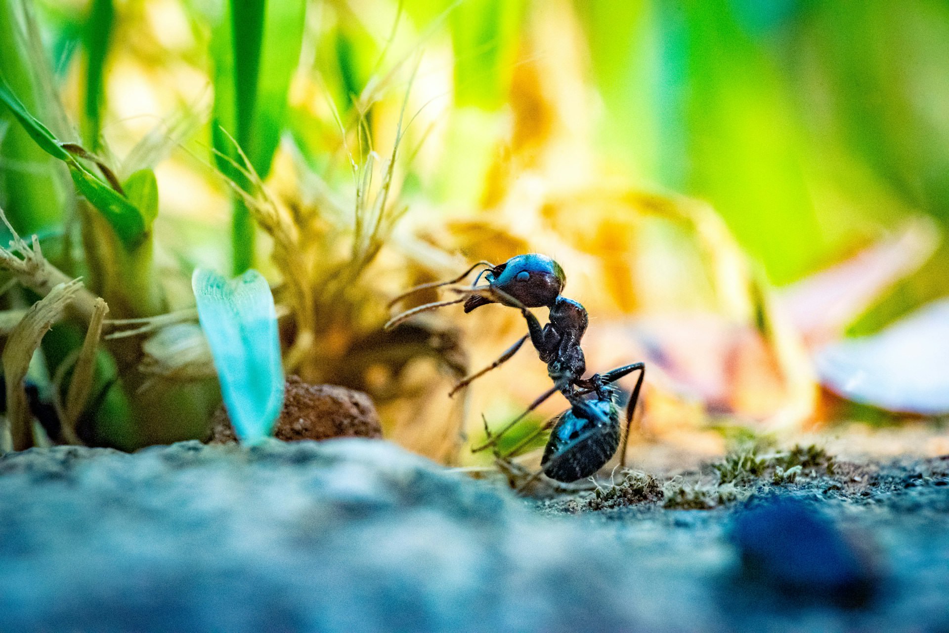 The Saharan silver ant is the world's fastest ant, capable of running at speeds equivalent to 3 kilometers per hour (1.86 miles per hour). This incredible speed allows them to evade predators and survive in the scorching desert heat.
