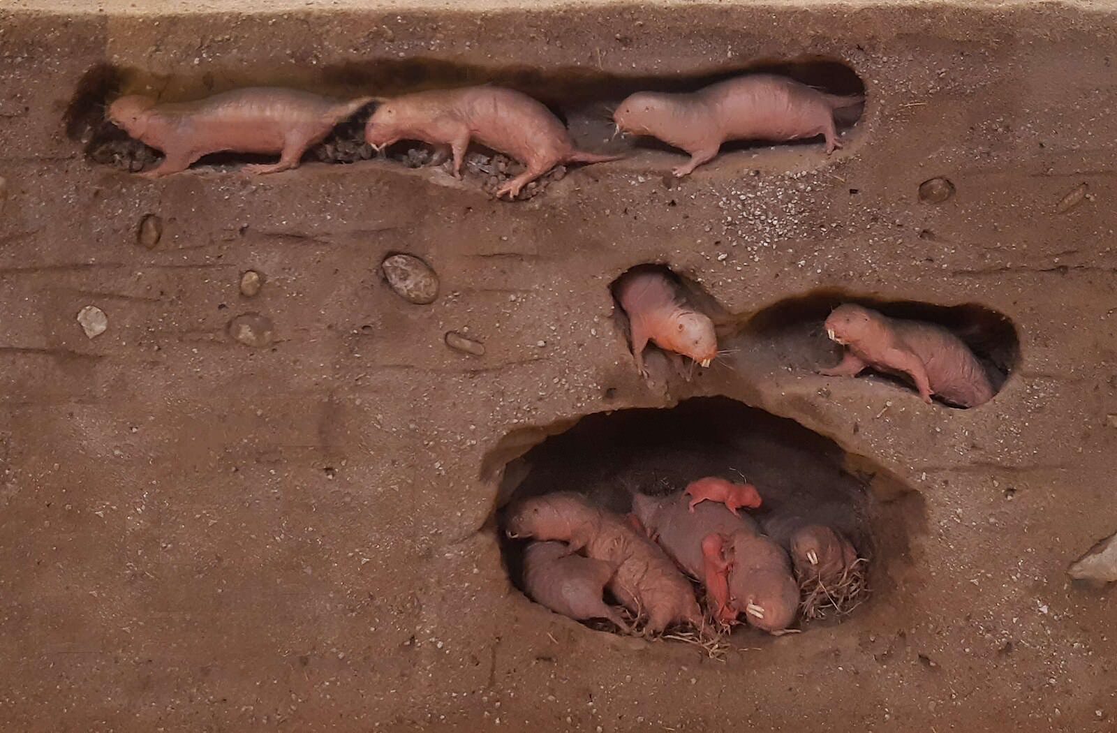 Naked mole rats have an extraordinary ability to resist cancer. Scientists have discovered that a sugar called hyaluronan in their bodies helps prevent tumor growth, making them a valuable subject in cancer research.