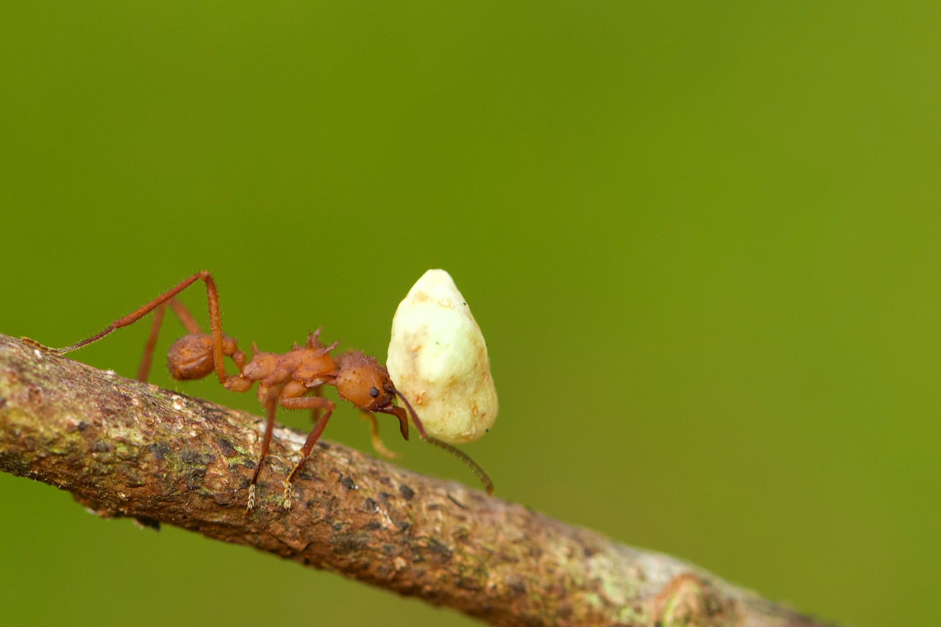 Long before humans started cultivating crops, ants were already masters of sustainable farming. For over 60 million years, these tiny insects have been growing fungus underground, using techniques that even help their crops resist diseases.