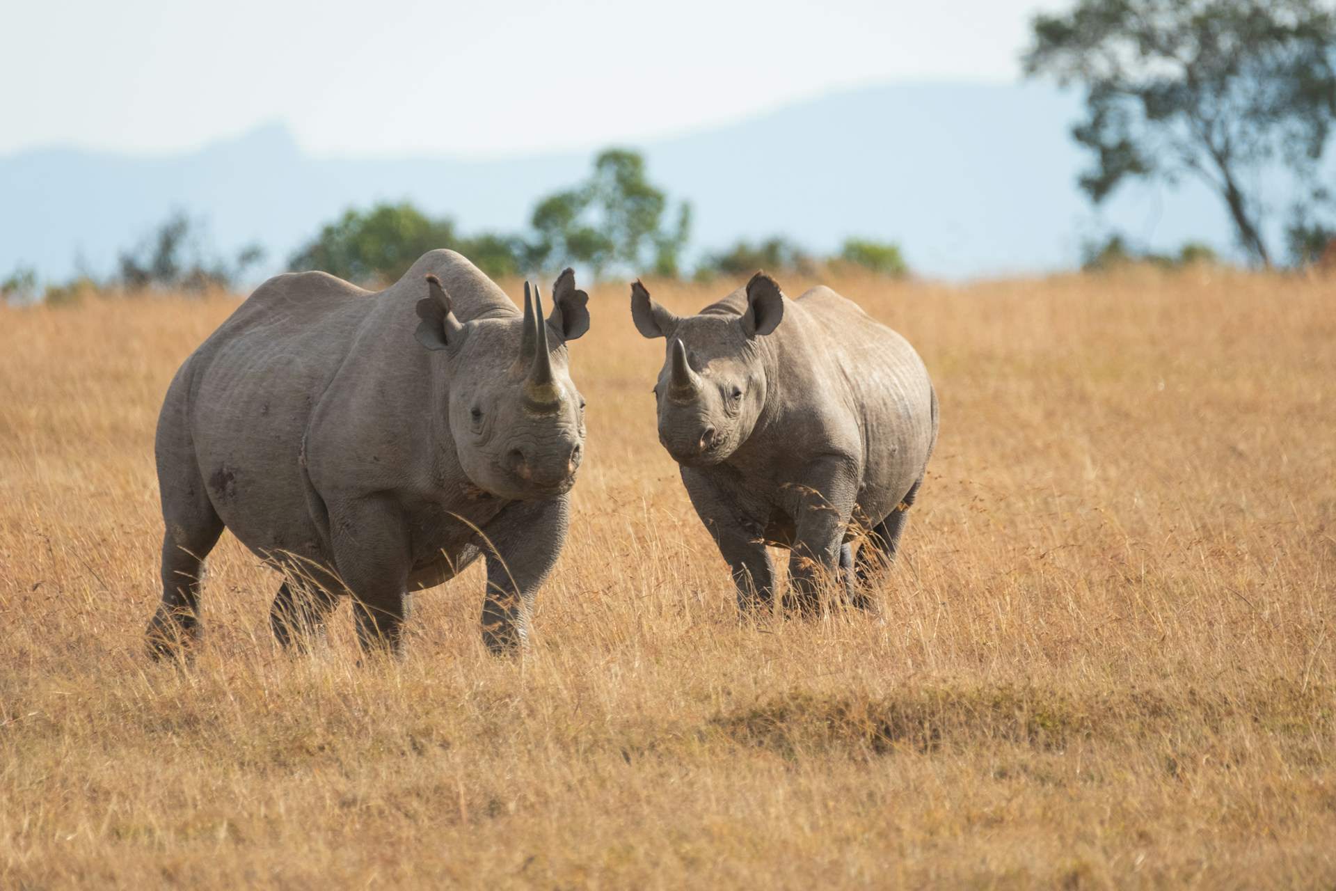 The protein keratin, which makes up human hair and nails, is also the primary component of rhino horns.