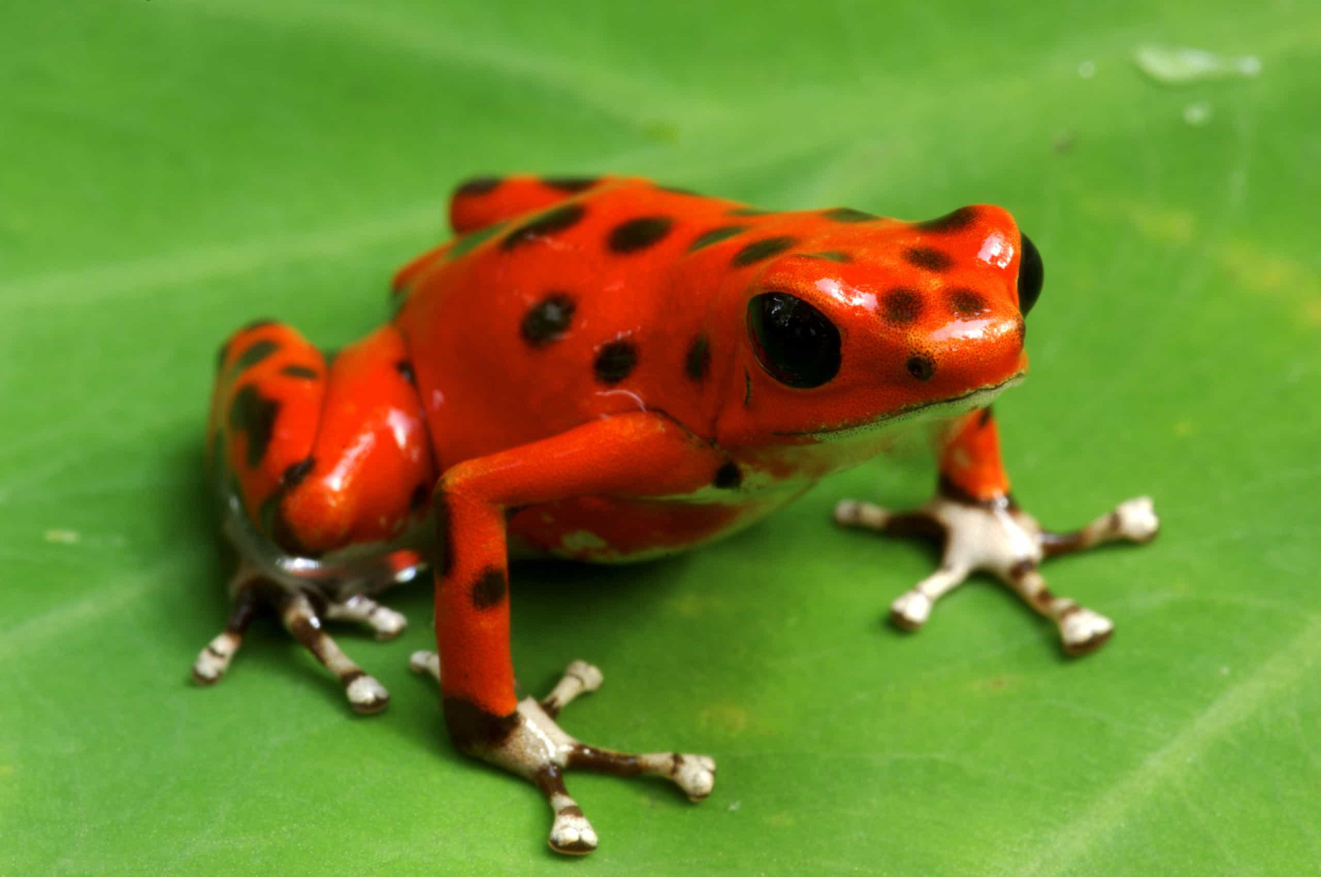 The world's most colorful and curious frogs