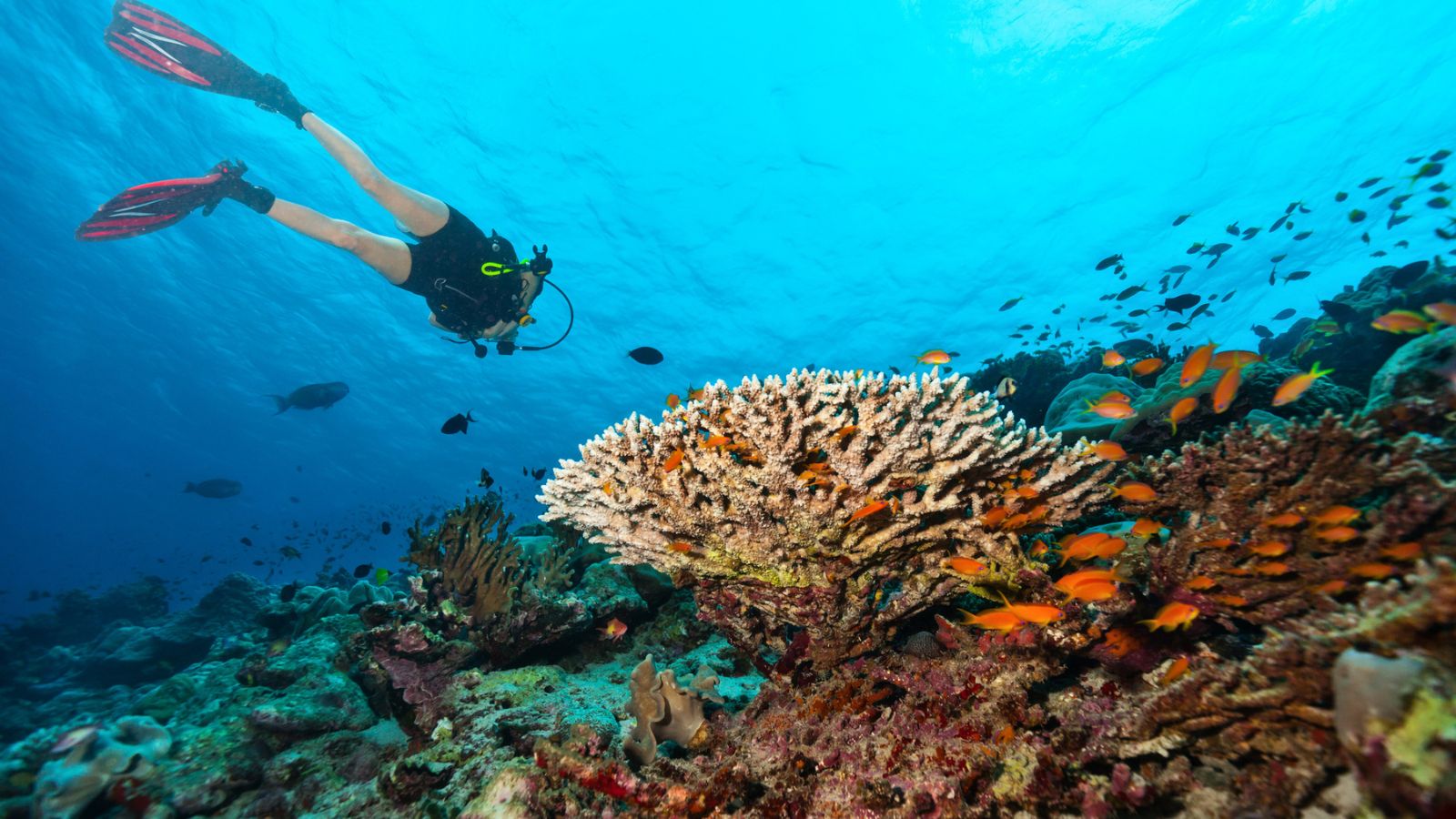 <p><span>If you love diving and the ocean, becoming a scuba diving instructor might be the perfect job for you. You’ll teach people how to dive while exploring various locations around the world. </span></p><p><span>You need to be an expert swimmer to attempt this one. Many resorts offer free room and board for dive instructors in addition to pay.</span></p>