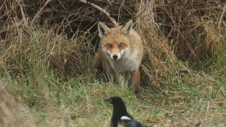 What Do Foxes Eat?