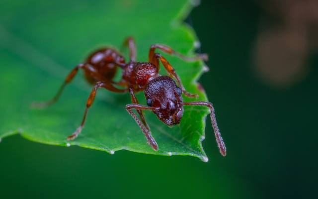 jak pozbyć się mrówek z ogrodu? oto sprawdzone, domowe sposoby na pozbycie się nieproszonych gości. sprawdź! 04.05.2024