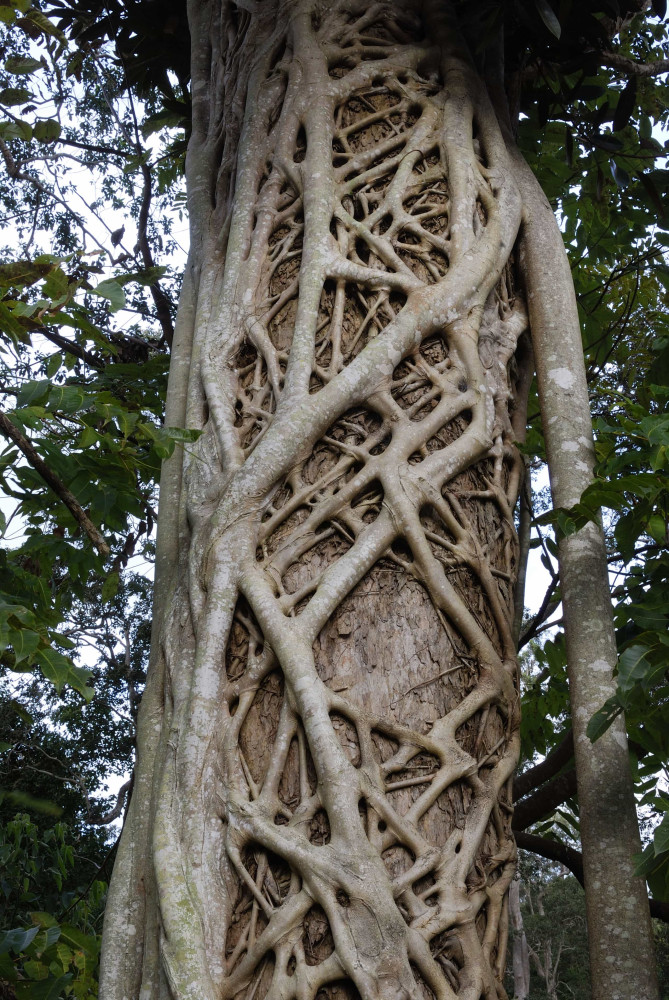Bizarre trees with a fascinating history
