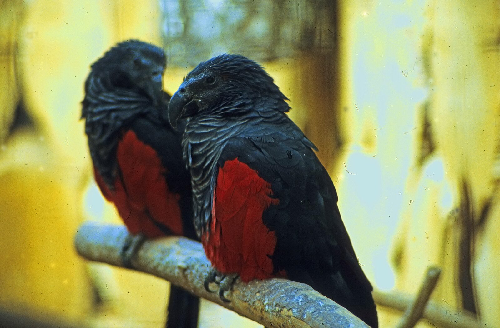 The Dracula parrot, native to New Guinea, is a large, ominous-looking bird with a curved beak and black feathers accentuated by red plumage. Its appearance has earned it a reputation as a vampire among birds.