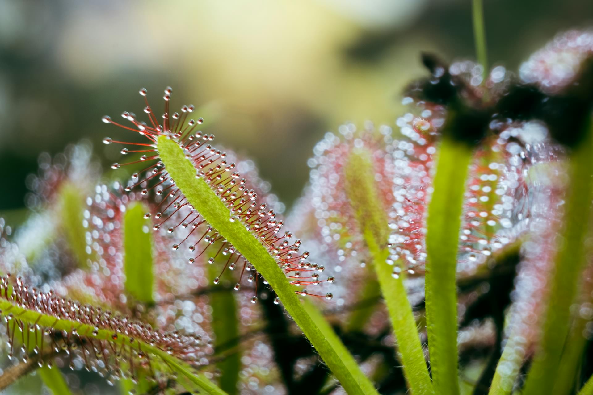 The sundew plant has evolved a unique method of capturing prey. Its long, sticky tentacles are adorned with sweet secretions that lure and trap insects, which are then slowly digested by the plant.