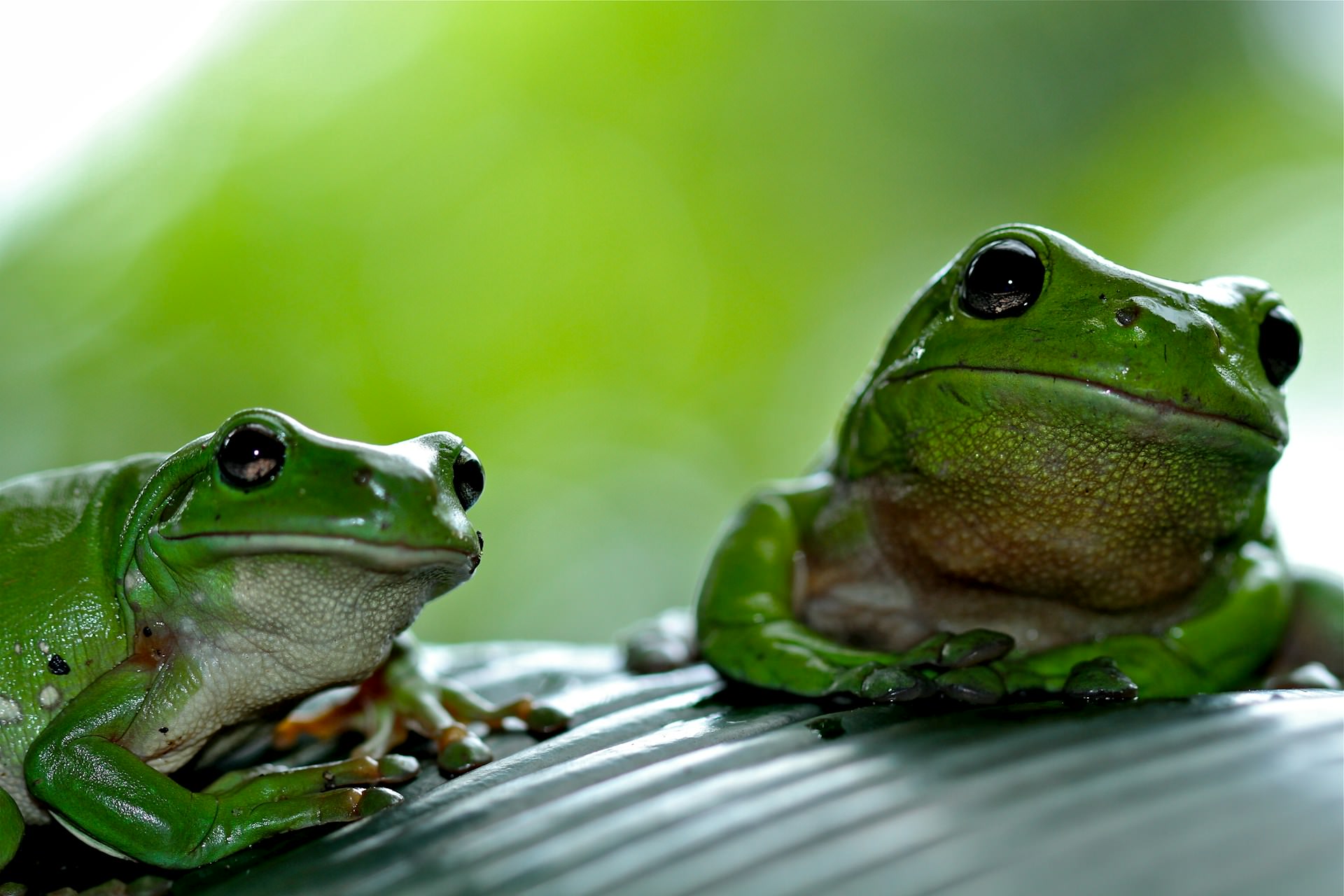 A group of frogs is collectively known as an "army." This term likely originated from the sight of countless frogs gathering together during mating season, resembling a miniature military formation.