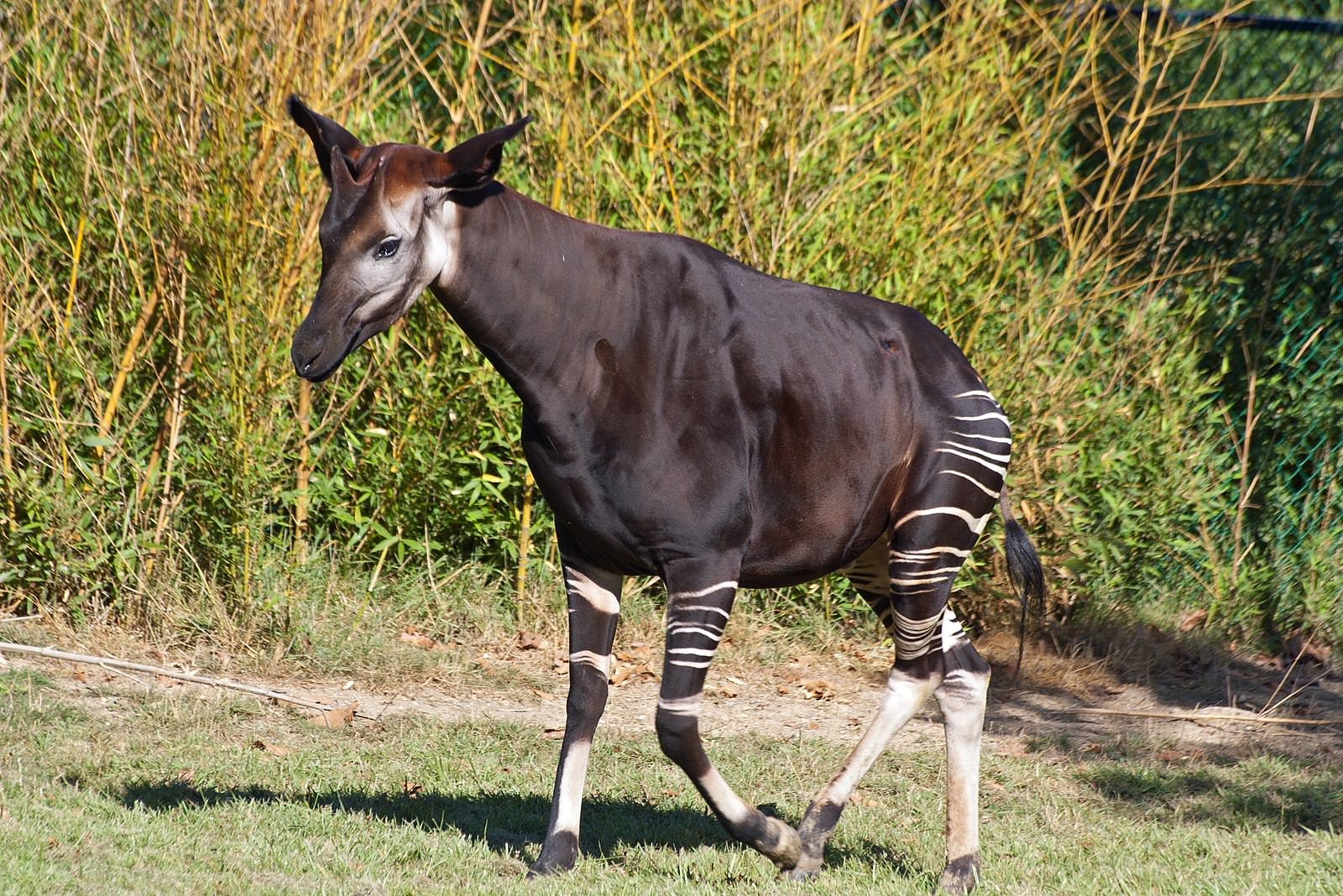 Despite its zebra-like appearance, the okapi is the closest living relative to the giraffe. These endangered animals, native to central Africa, stand at about 5 feet tall and share a common ancestor with their long-necked cousins.