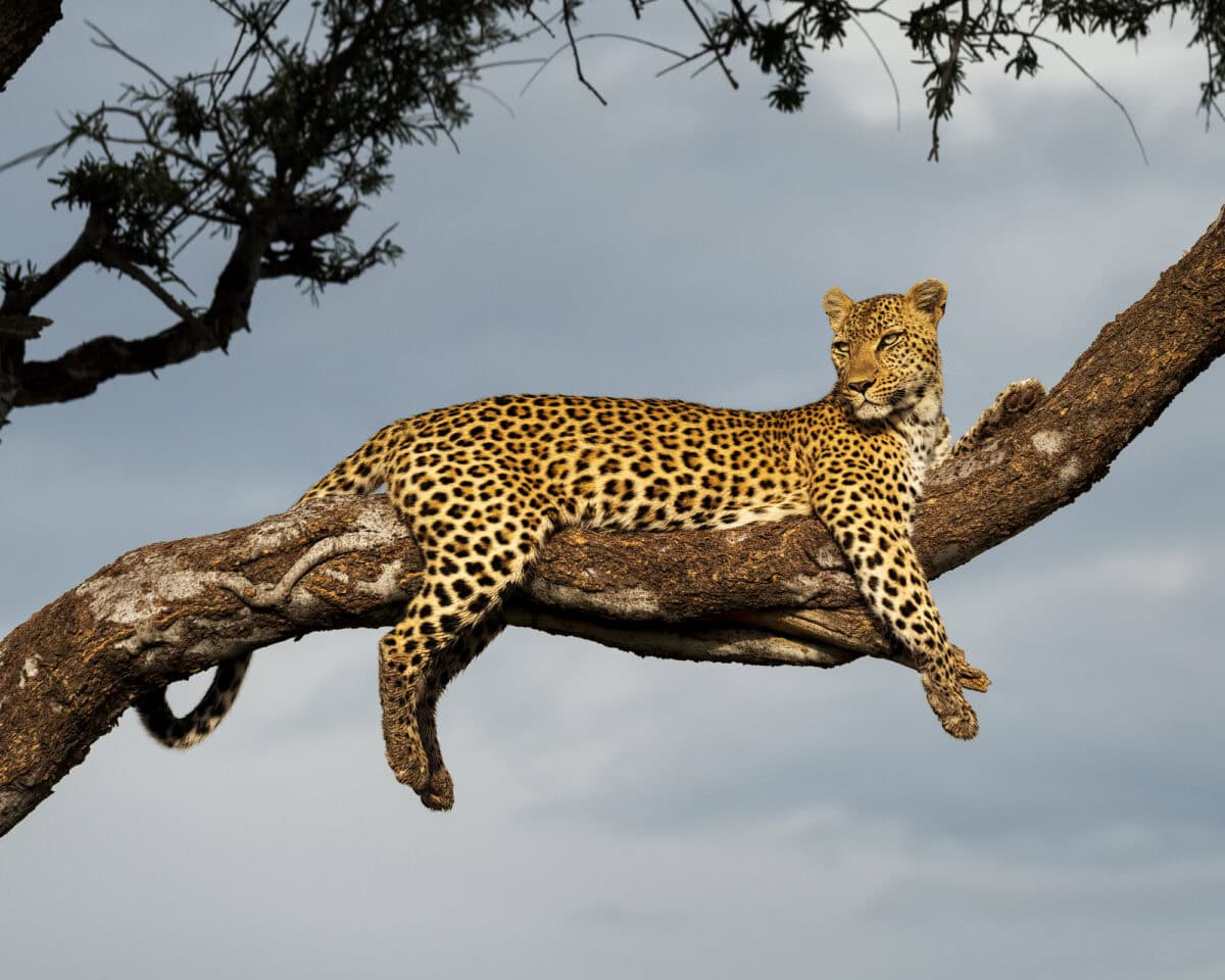 <p>Leopards are highly adaptable cats, found in a variety of habitats ranging from dense forests to semi-arid regions. They thrive in diverse environments across Africa and Asia, from savannas to mountains. </p>           Sharks, lions, tigers, as well as all about cats & dogs!           <a href='https://www.msn.com/en-us/channel/source/Animals%20Around%20The%20Globe%20US/sr-vid-ryujycftmyx7d7tmb5trkya28raxe6r56iuty5739ky2rf5d5wws?ocid=anaheim-ntp-following&cvid=1ff21e393be1475a8b3dd9a83a86b8df&ei=10'>           Click here to get to the Animals Around The Globe profile page</a><b> and hit "Follow" to never miss out.</b>