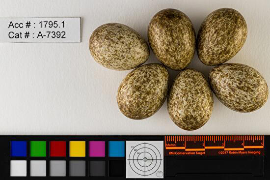 Royal Saskatchewan Museum launches online bird egg database