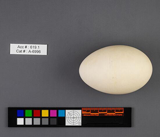 Royal Saskatchewan Museum launches online bird egg database