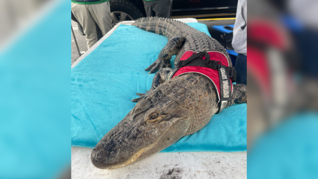 Wally The Emotional Support Alligator Reportedly Stolen, Owner Pleas 