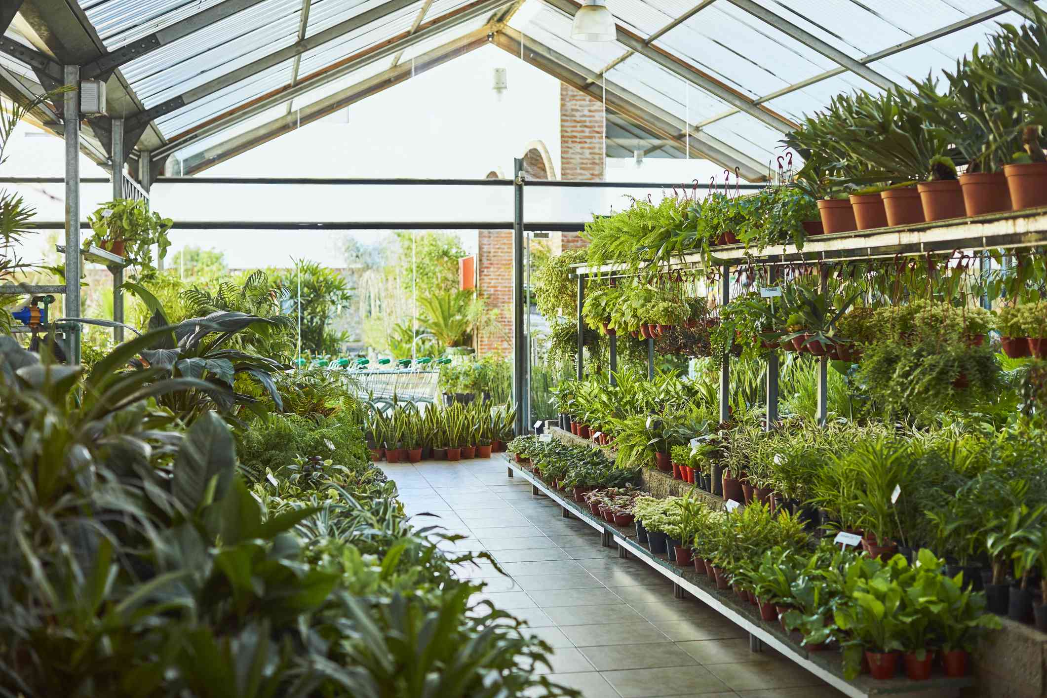 pro gardeners agree: this is the best place to buy plants for your garden
