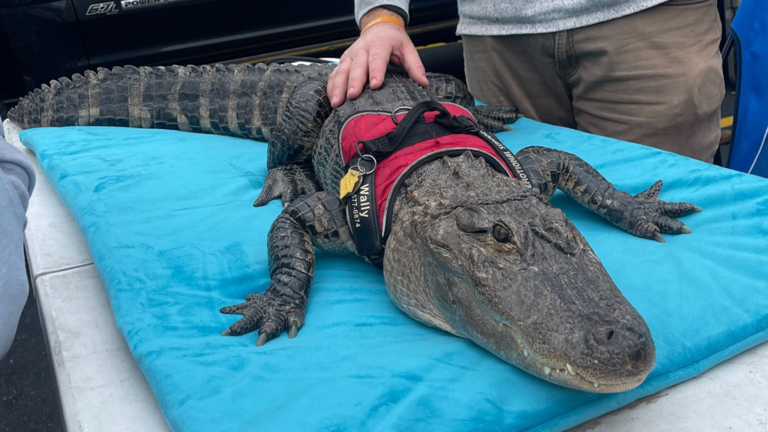 Wally the emotional support alligator reportedly stolen, owner pleas ...