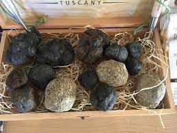 Hunting Tradition: Historically, truffles were hunted with the help of pigs, whose keen sense of smell could detect the presence of the underground fungi. Today, trained dogs are more commonly used for truffle hunting due to their easier handling. ]]>