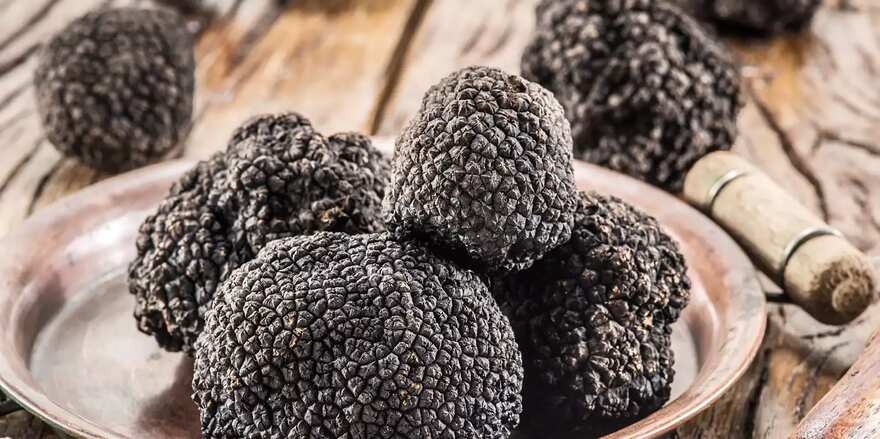 Underground Gems: Truffles are subterranean fungi that grow in symbiotic relationships with the roots of certain trees, such as oak, hazel, and beech. ]]>