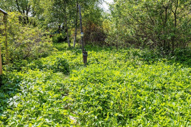 amazon, homeowner shares incredible results after wrestling control of property from invasive weeds: 'looks beautiful'