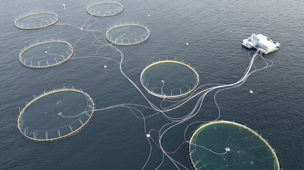 dying salmon trouble norway's vast fish-farm industry