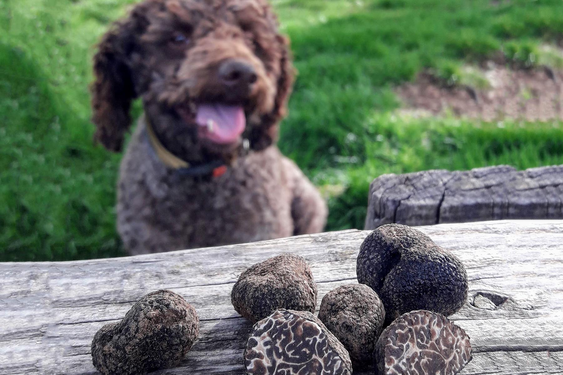 Truffle Dogs: Truffle dogs are specially trained to detect the scent of truffles underground. Their keen sense of smell and natural hunting instincts make them invaluable companions for truffle hunters. ]]>