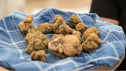 Italian Excellence: Italy is famous for its white truffles, particularly those from the region of Alba in Piedmont. Italian white truffles are prized for their intense aroma and delicate flavor, often commanding exorbitant prices at auctions. ]]>