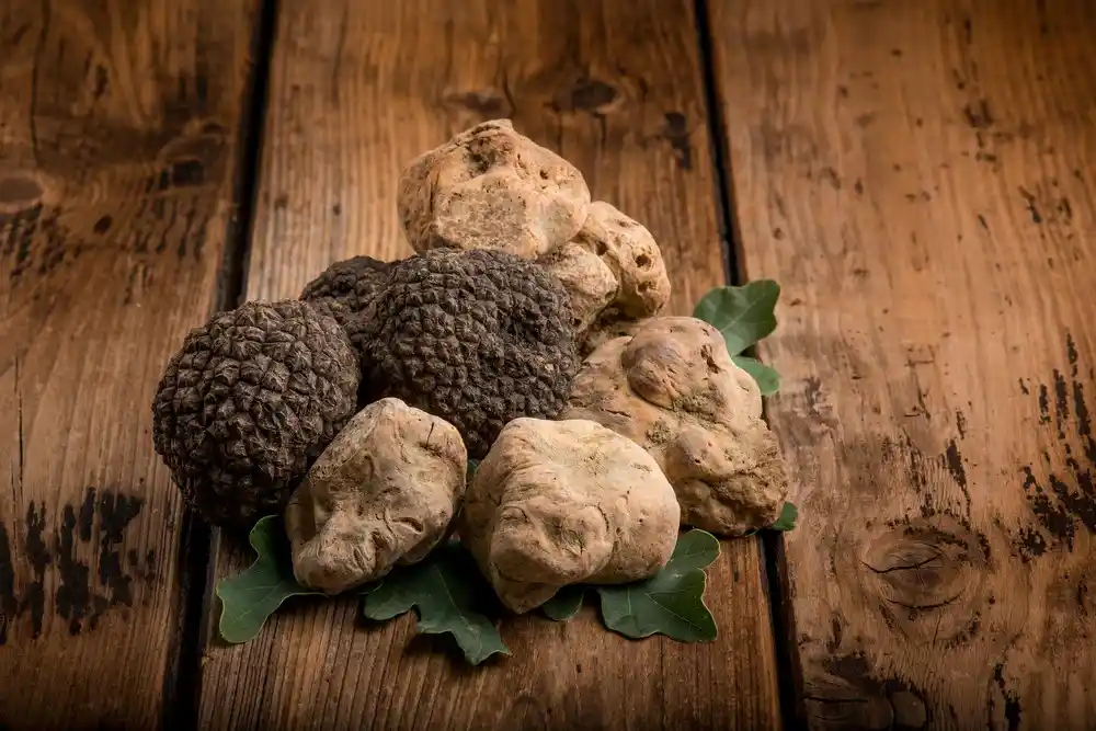 Black vs. White: The two most famous varieties of truffles are black truffles (Tuber melanosporum) and white truffles (Tuber magnatum). Each variety has its own unique aroma and flavor profile. ]]>