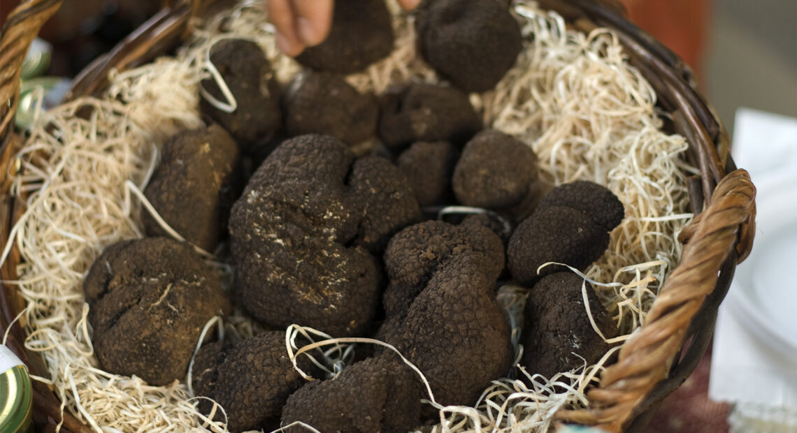 Protected Territories: In regions where truffles are harvested, there are often strict regulations and protected territories to preserve the integrity of the truffle ecosystem and ensure sustainable harvesting practices. ]]>