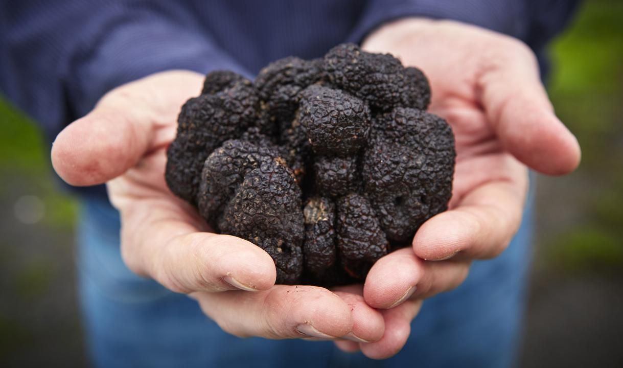 Elusive Harvest: Truffle harvesting is a labor-intensive and unpredictable process, as truffles grow underground and are difficult to locate without the aid of trained dogs or pigs. ]]>