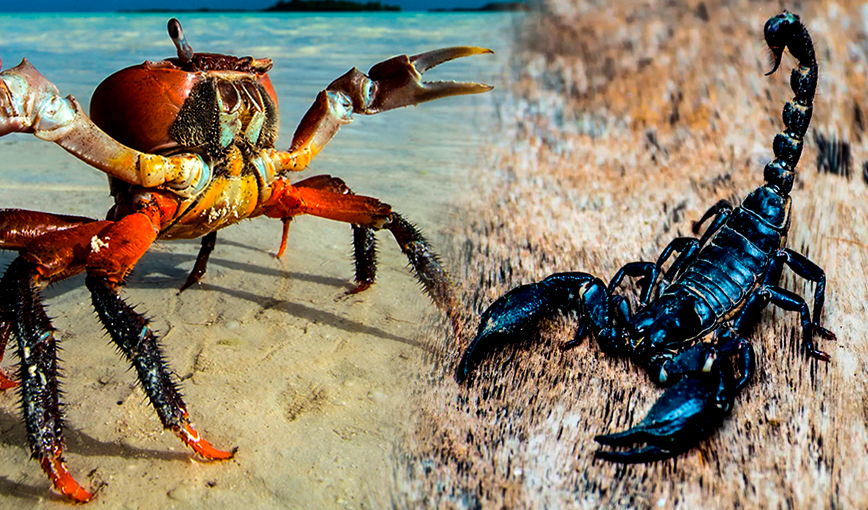 ¿quién ganaría entre un cangrejo y un escorpión? conoce el resultado del enfrentamiento a muerte
