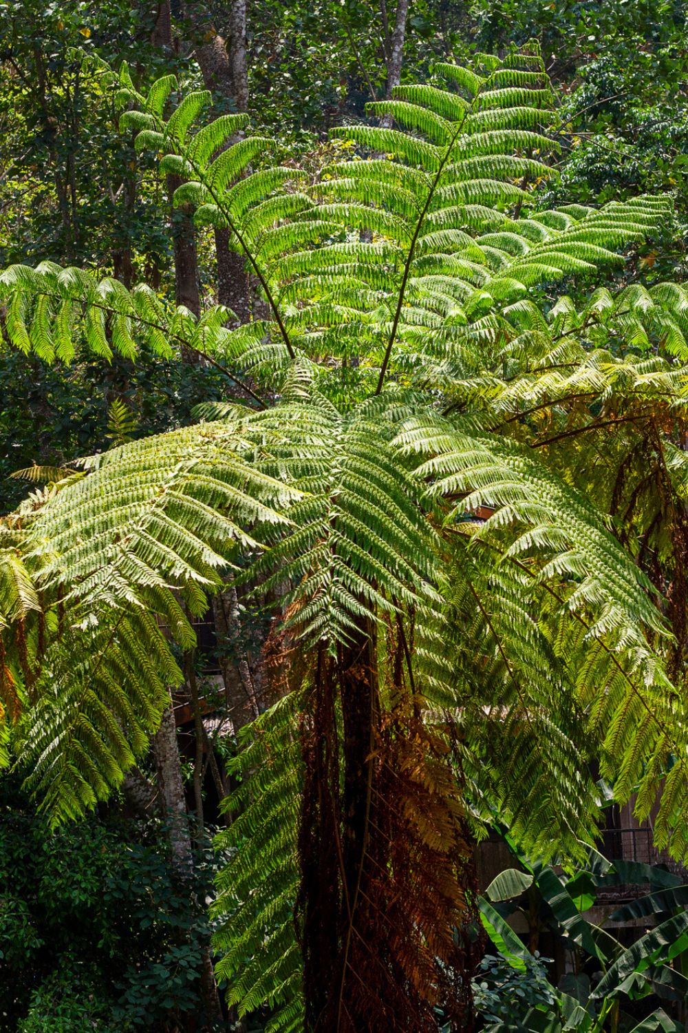 8 shade-loving plants you can use to grow a fern garden