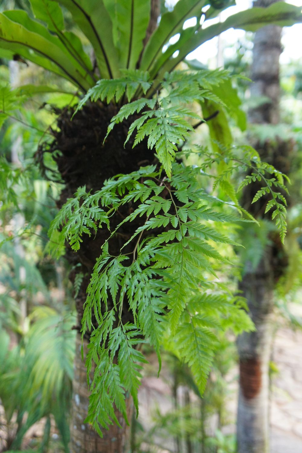 8 shade-loving plants you can use to grow a fern garden