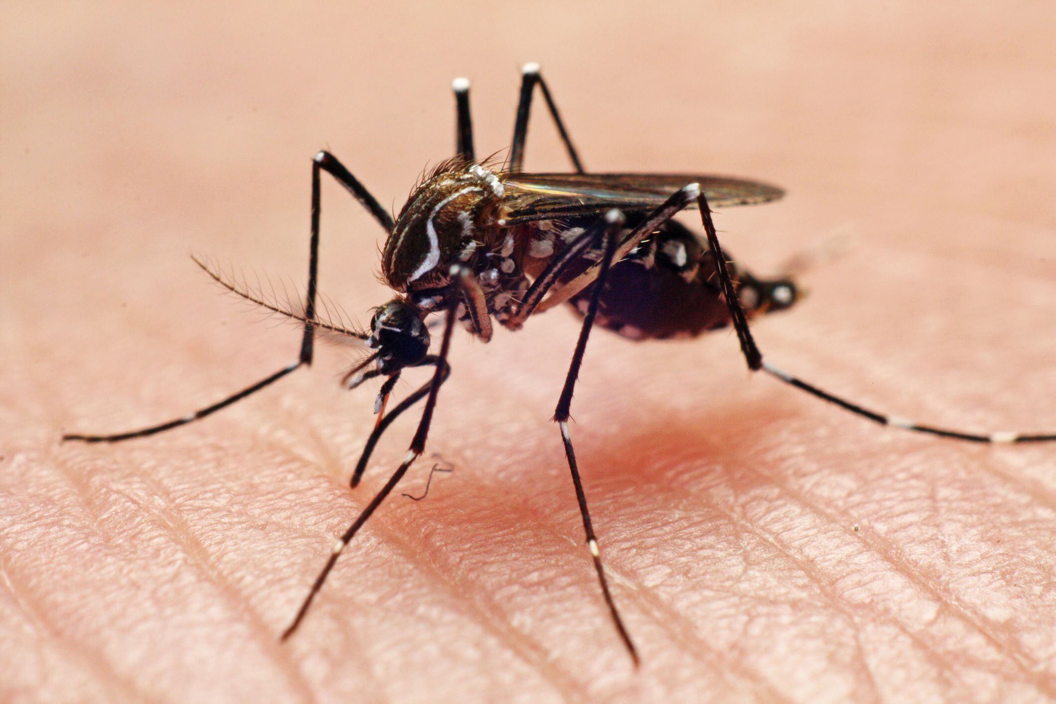 ¿cómo es el mosquito del dengue? así puede diferenciarlo de los normales
