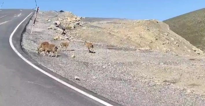 çukurca’da dağ keçileri sürü halinde görüntülendi