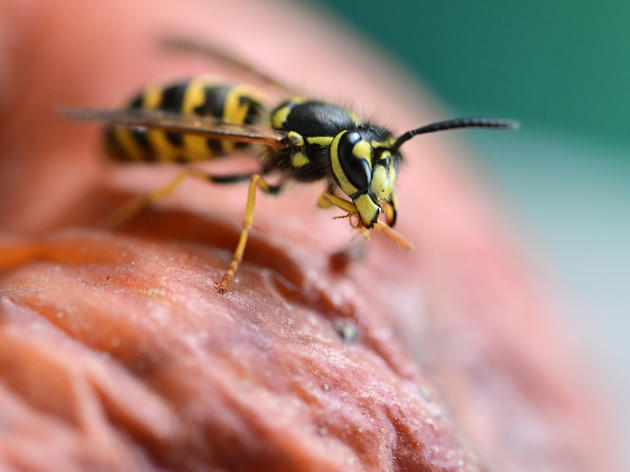 „das dümmste, was man machen kann“: wespennest richtig entfernen